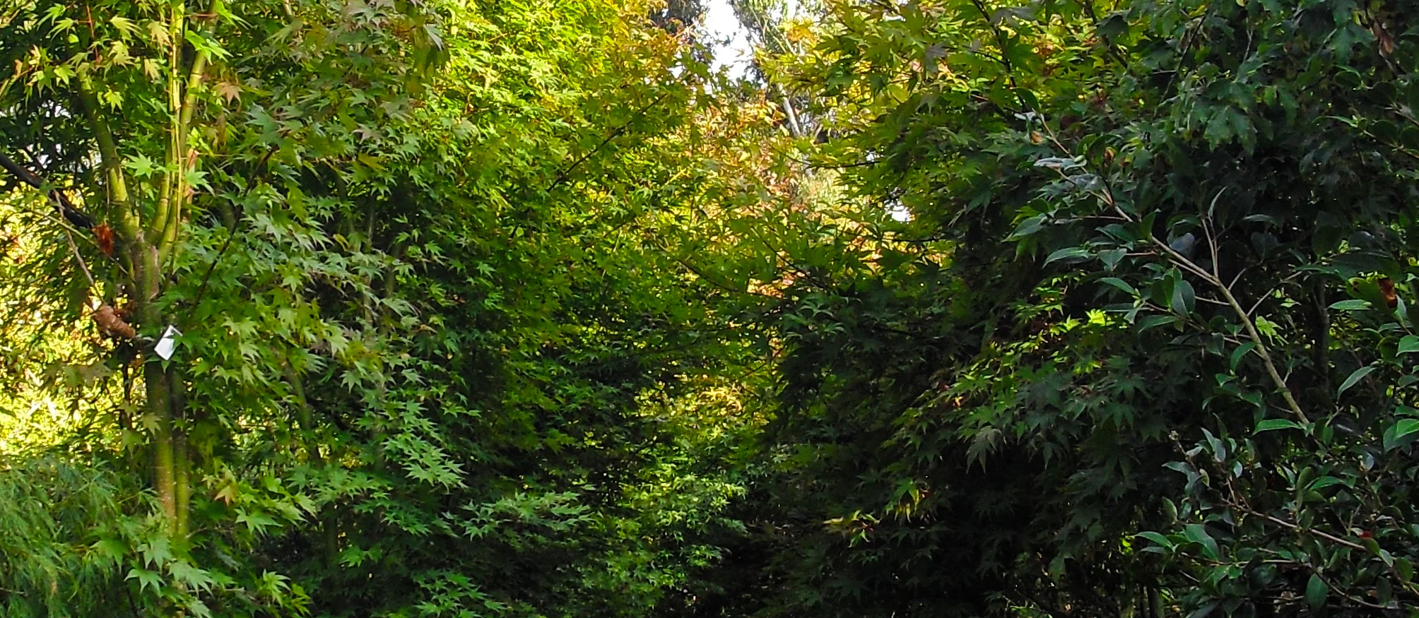 Welcome to Canterbury Trees-6.jpg