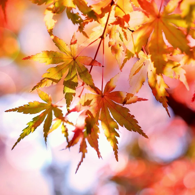 autumn-autumn-colours-autumn-leaves-355302.jpg