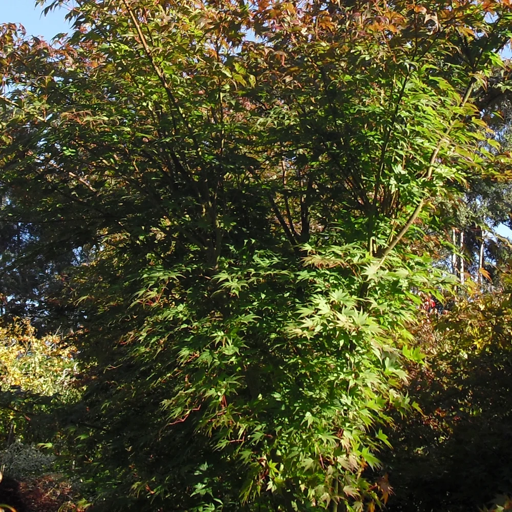 Canterbury Trees-2.jpg