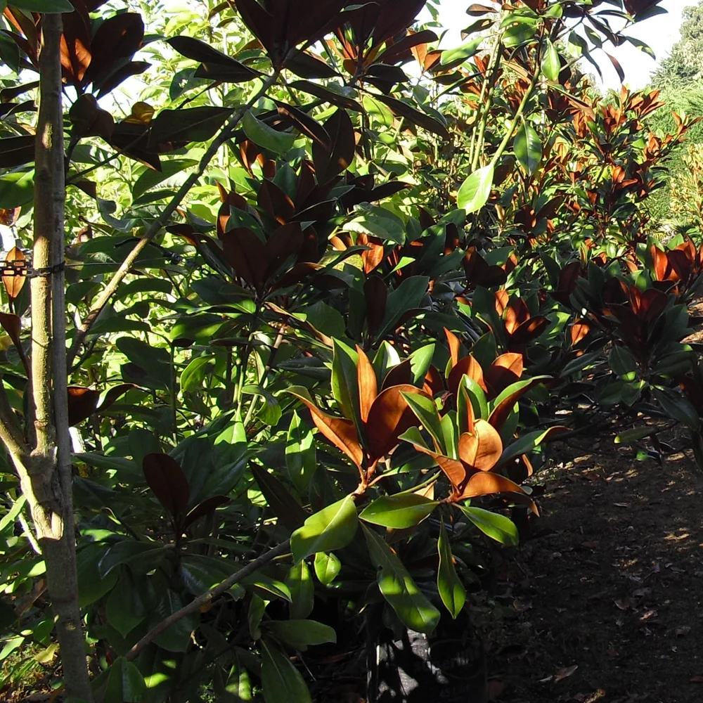 Canterbury Trees-3.jpg