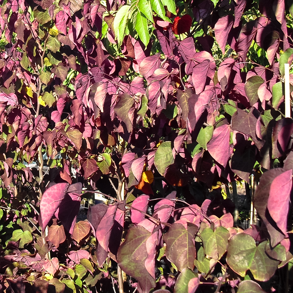 Canterbury Trees-5.jpg