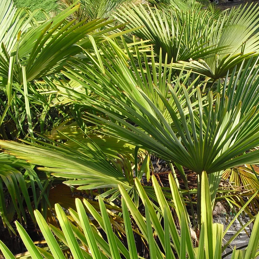 Canterbury Trees-6.jpg