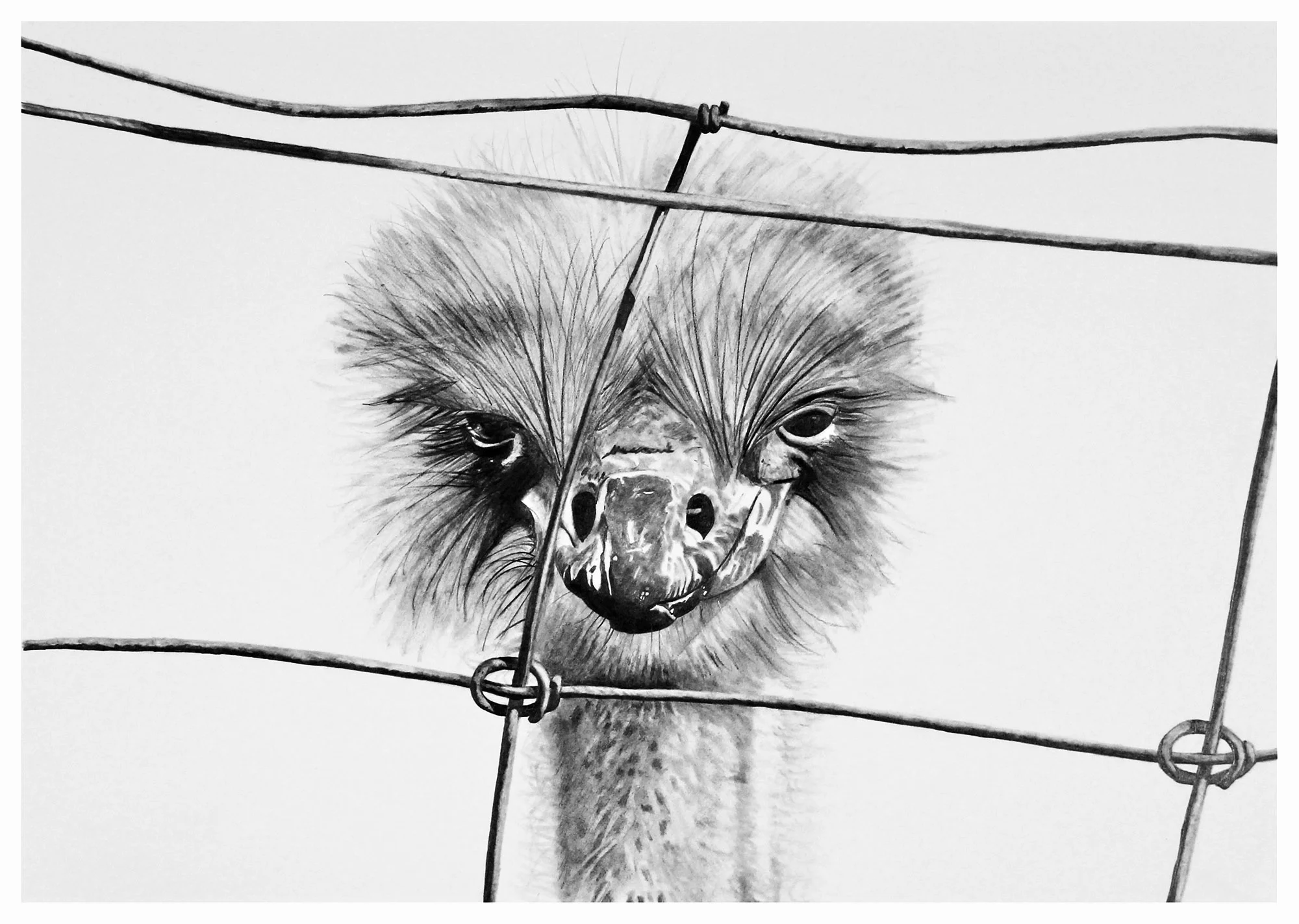 emu.jpg