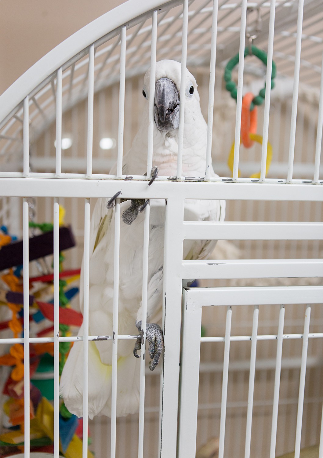 Bizee Bird_Beaverton Spotlight-3073_WEB_.jpg