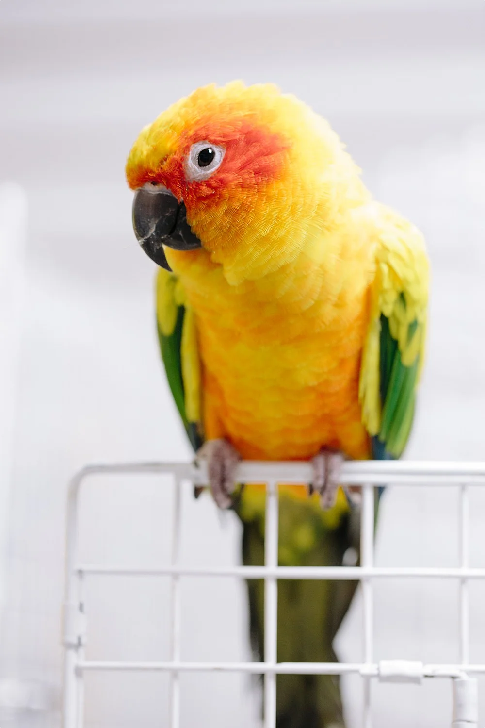 Bizee Bird_Beaverton Spotlight-3007_WEB_.jpg