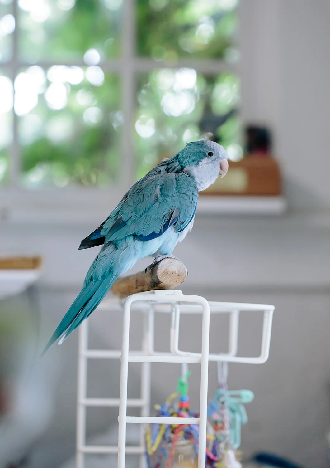 Bizee Bird_Beaverton Spotlight-2999_WEB_.jpg