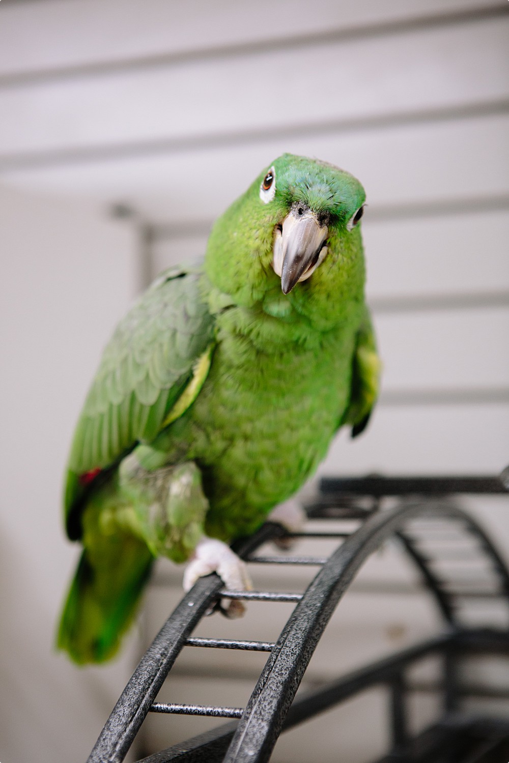 Bizee Bird_Beaverton Spotlight-2958_WEB_.jpg