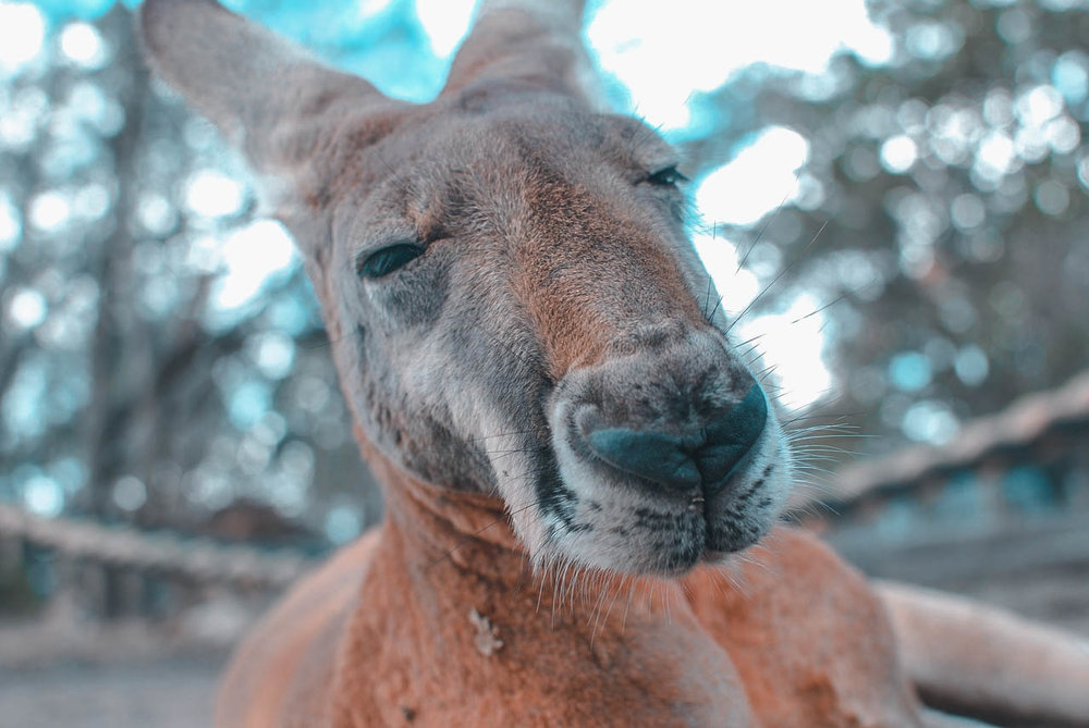 10 Myths Australia DEBUNKED — Travel Popcorn