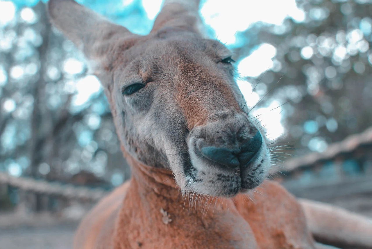 kangaroo.jpg