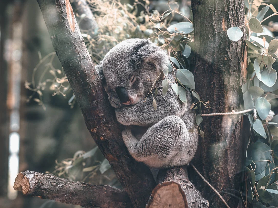 koala.jpg