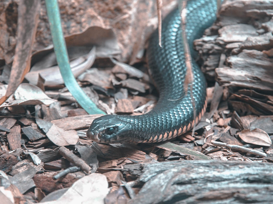 snake.jpg
