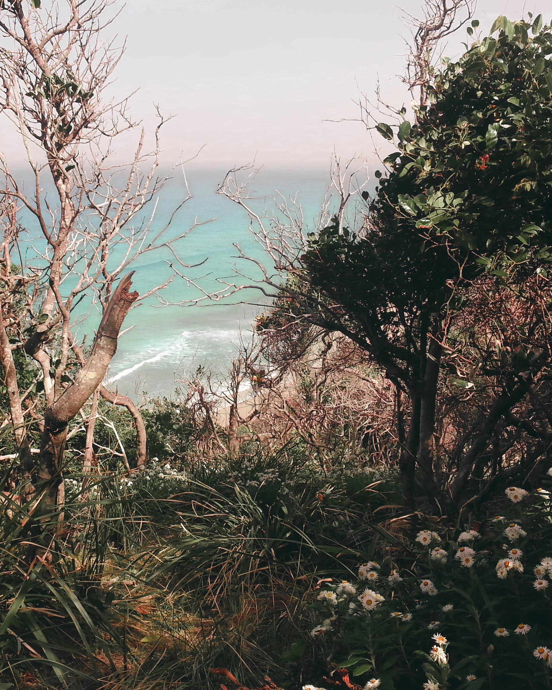 A glimpse of Whites Beach through a rain forest thicket of trees and wildflowers