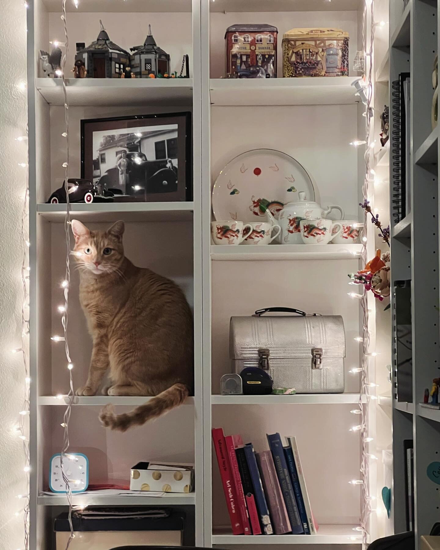 We have a cat shelf. #happyNewYear