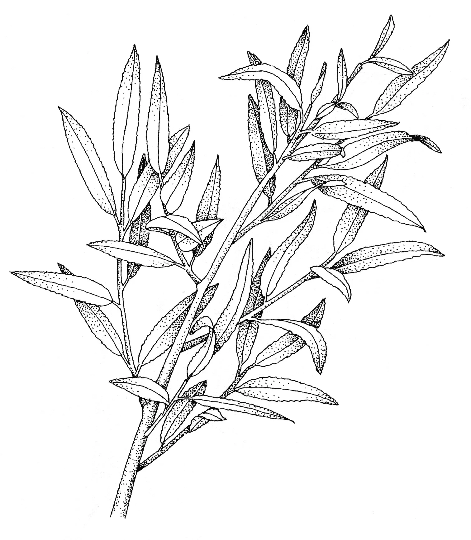ts-blackWillow.jpg