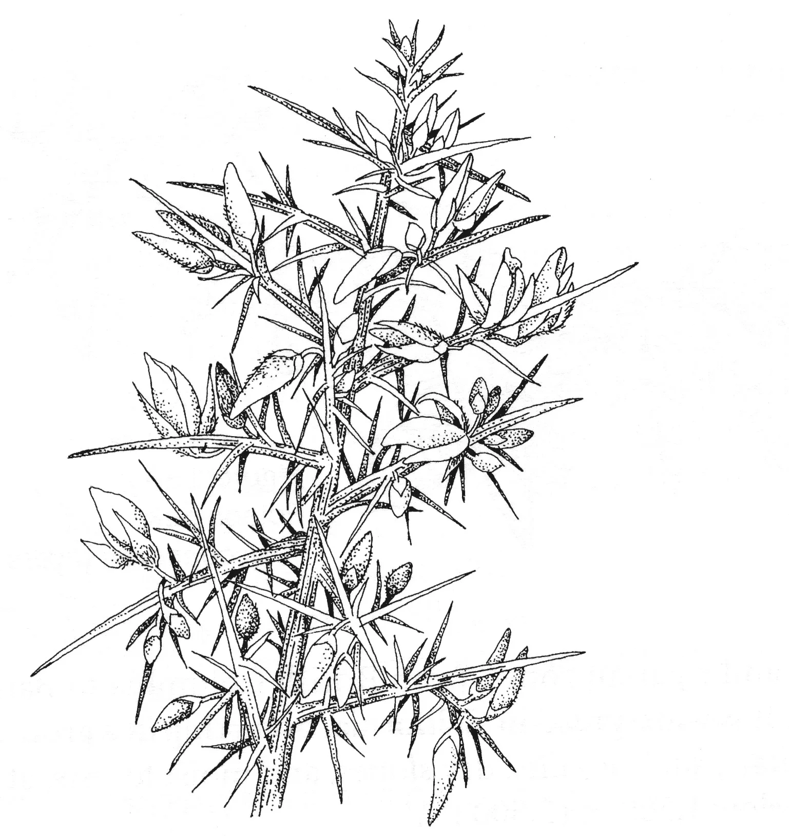 ts-gorse.jpg