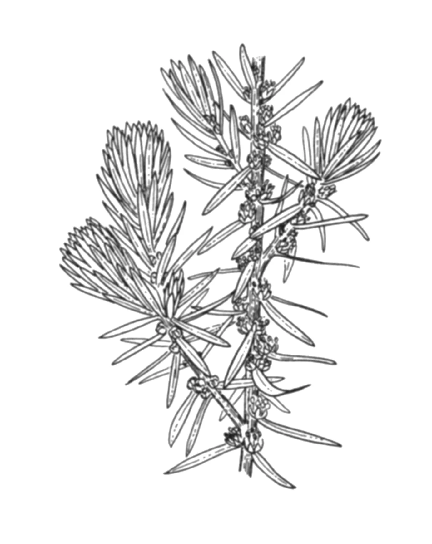 calplants-seablite.jpg