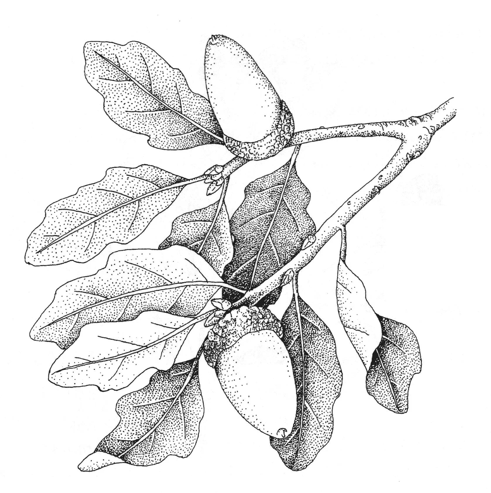 ts-blueOak.jpg