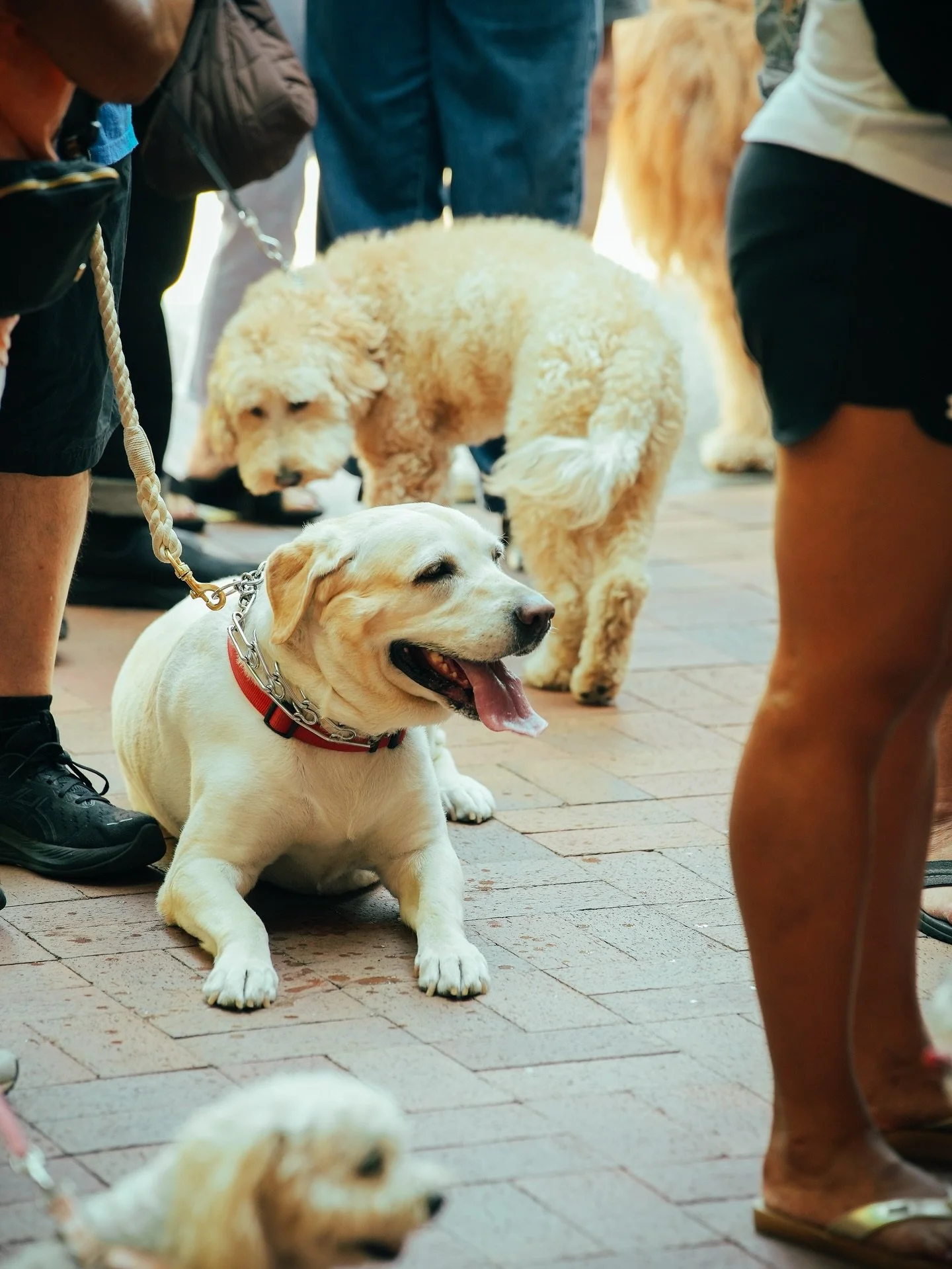 Grab your furry, scaly, or feathered friends! Blessing of the Pets this Sunday, Oct 5 at 2:30 PM. All are welcome!