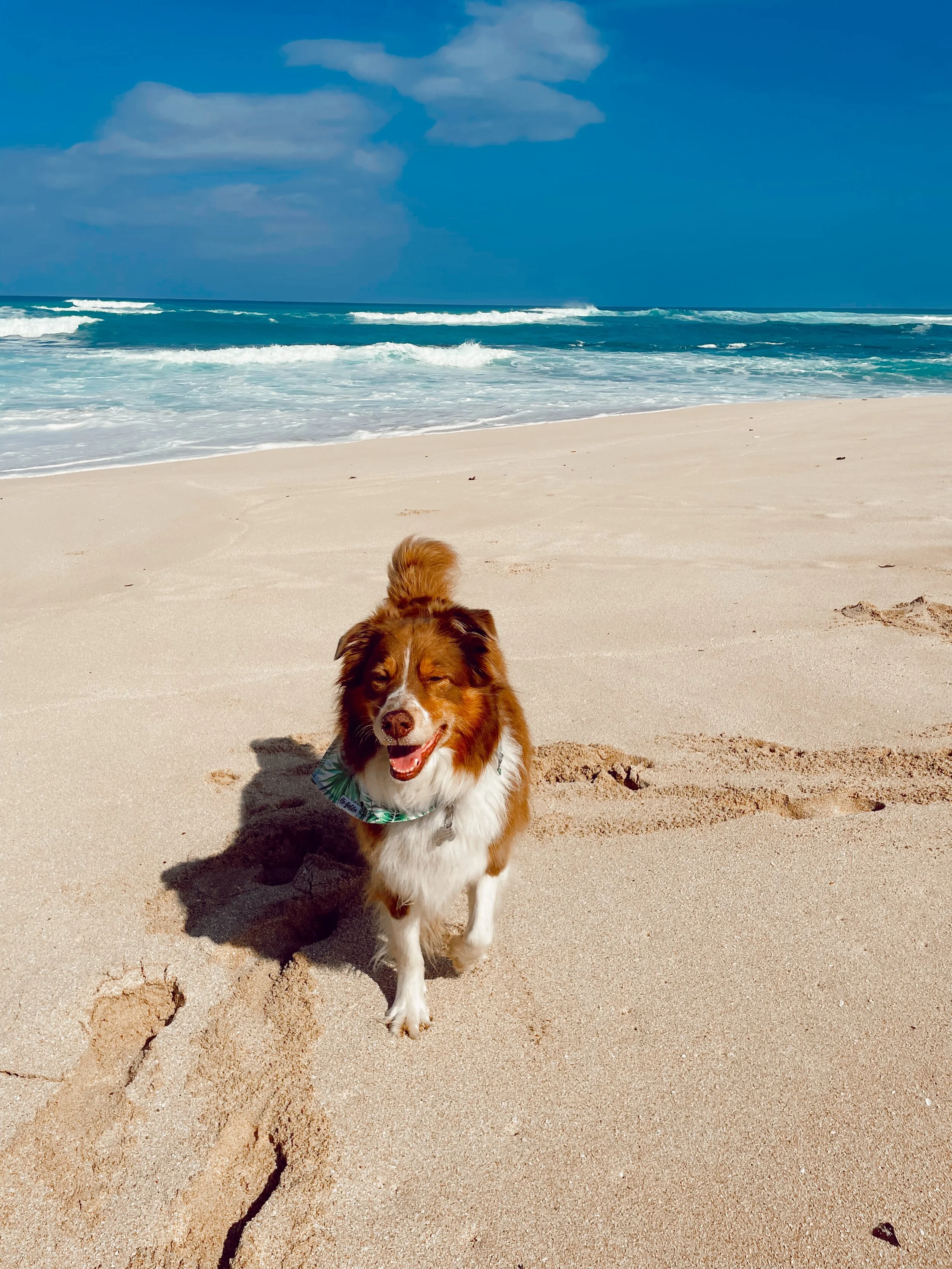 How To Take Your Dog To Hawaii