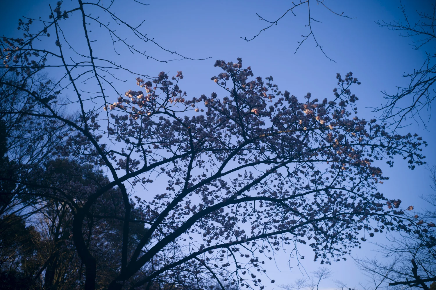 L1000594.jpg