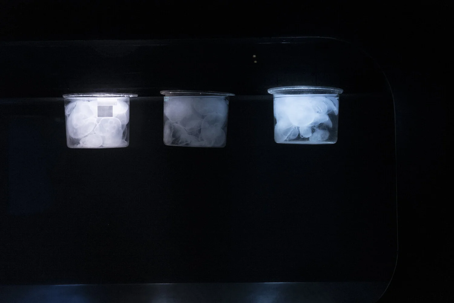 L1130036.jpg