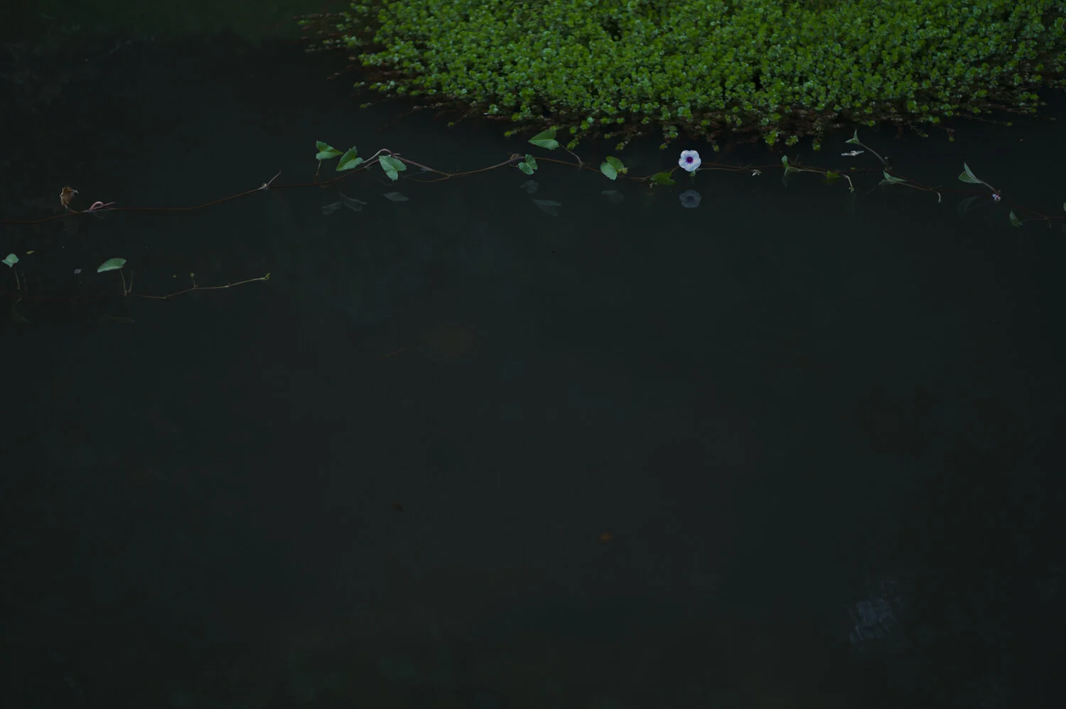 L1015467.jpg