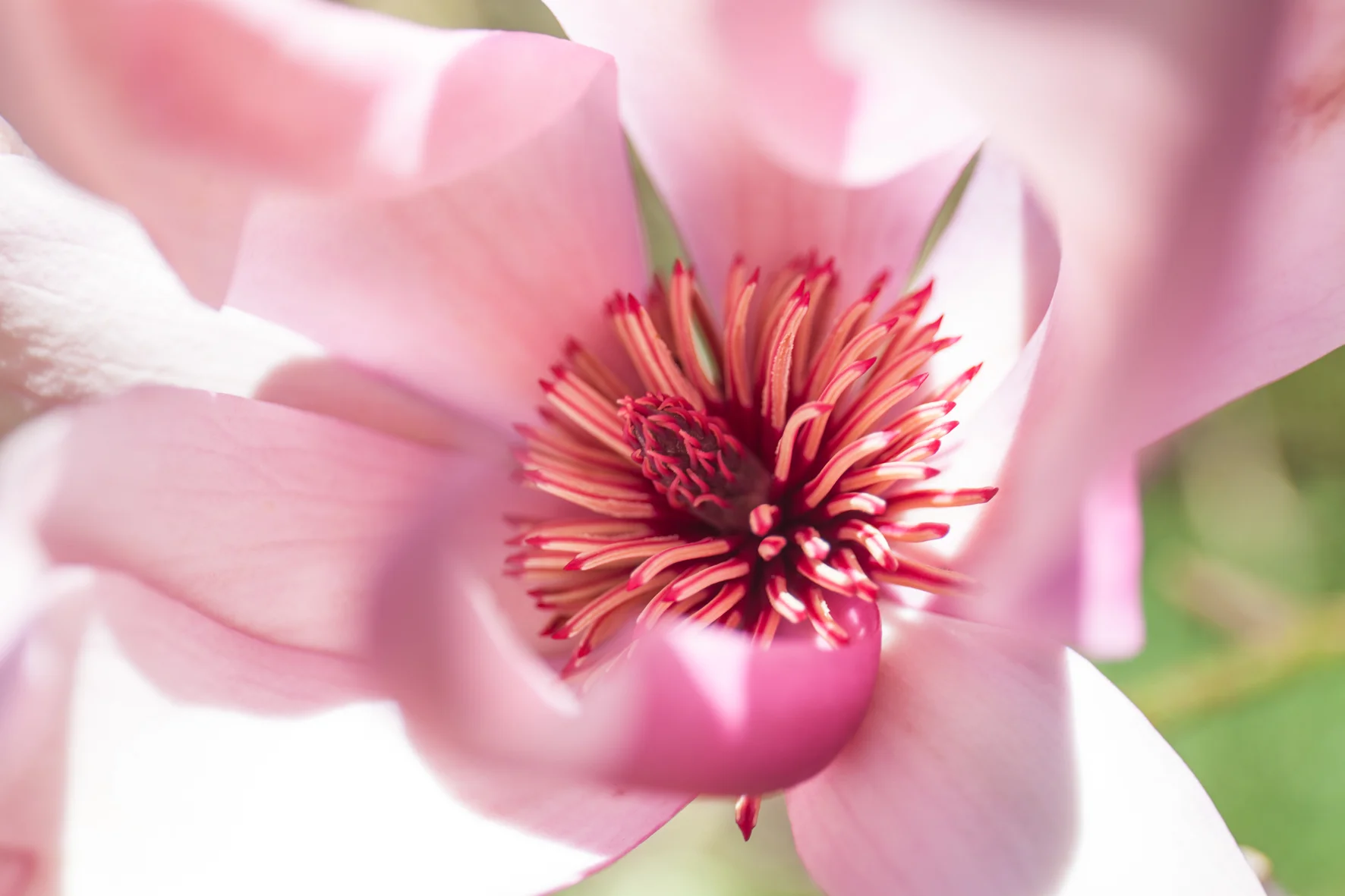 Spring flowers-104.jpg
