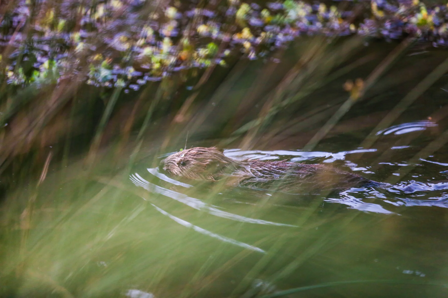 Beavers-13.jpg