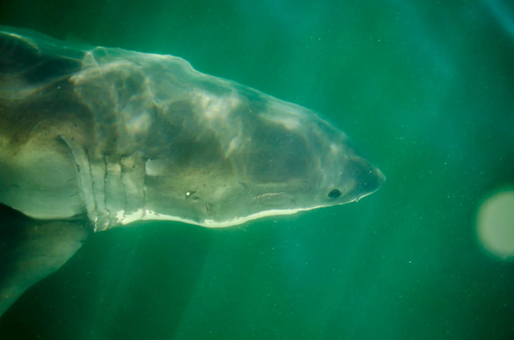 Culling, Finning and Illegal Fishing