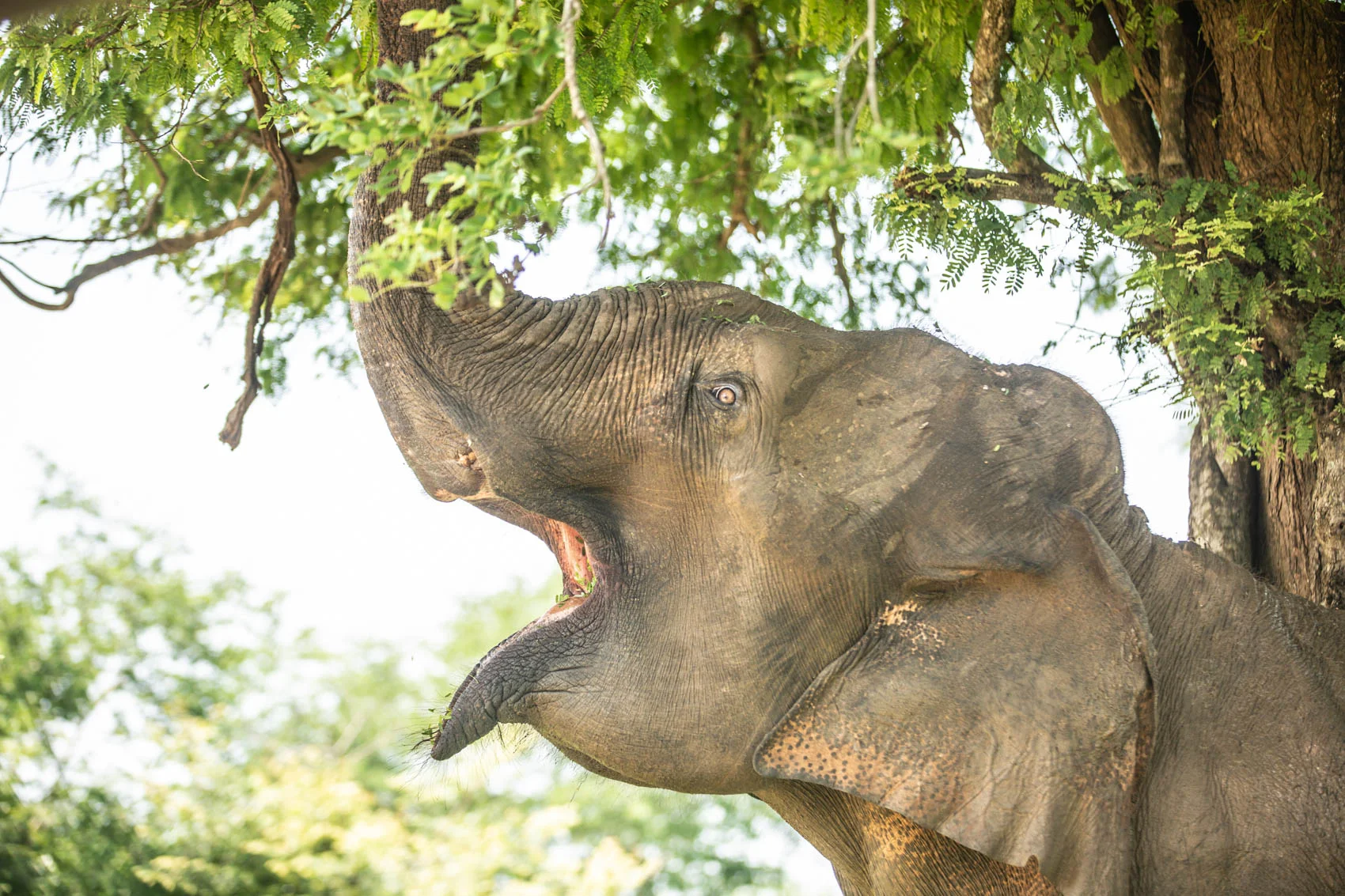 Sri lanka-112.jpg