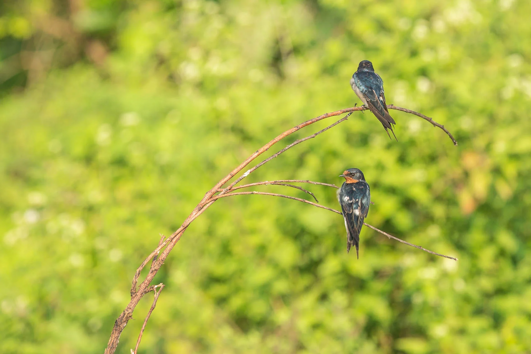 Sri lanka-19.jpg