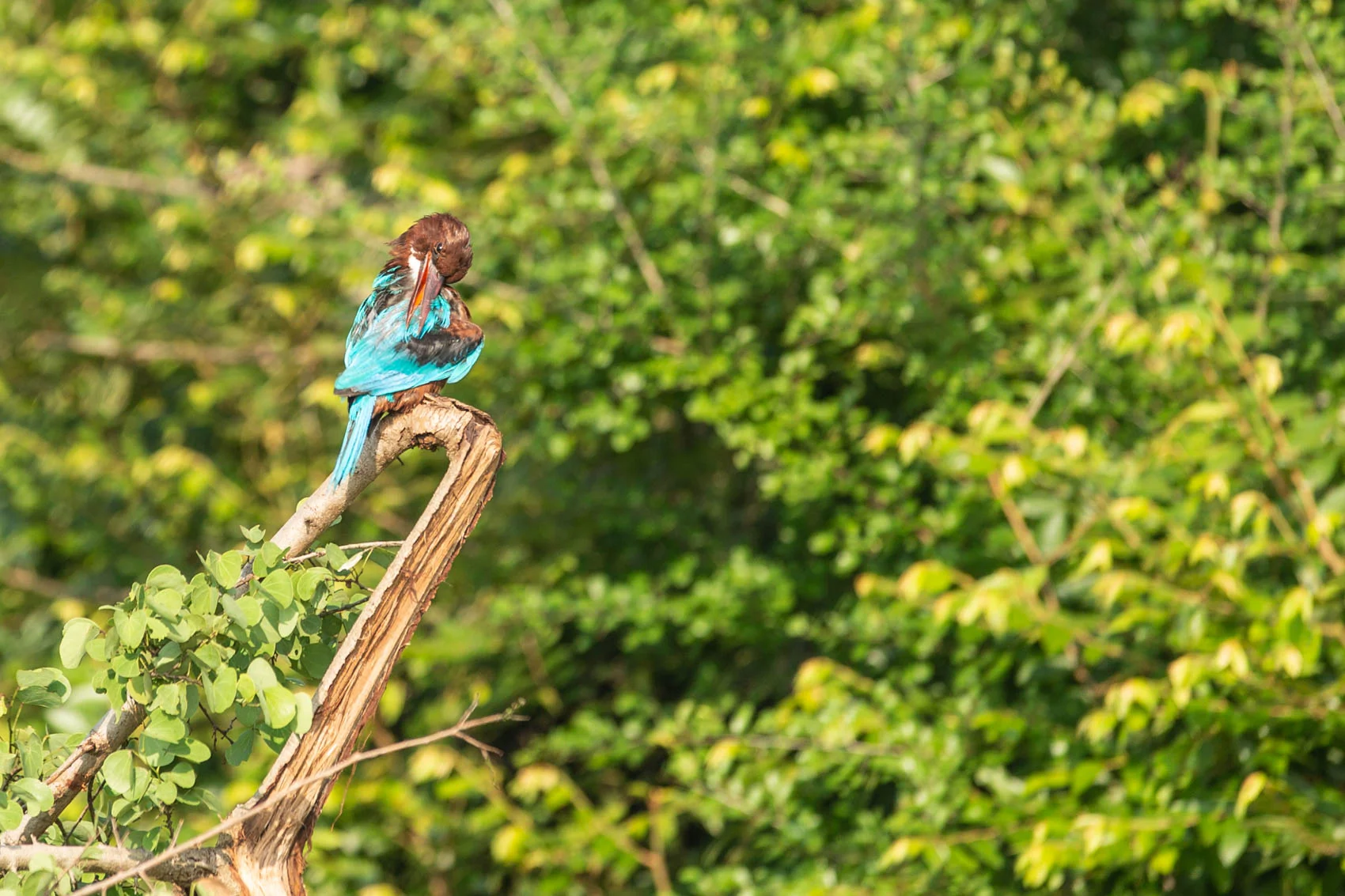 Sri lanka-24.jpg