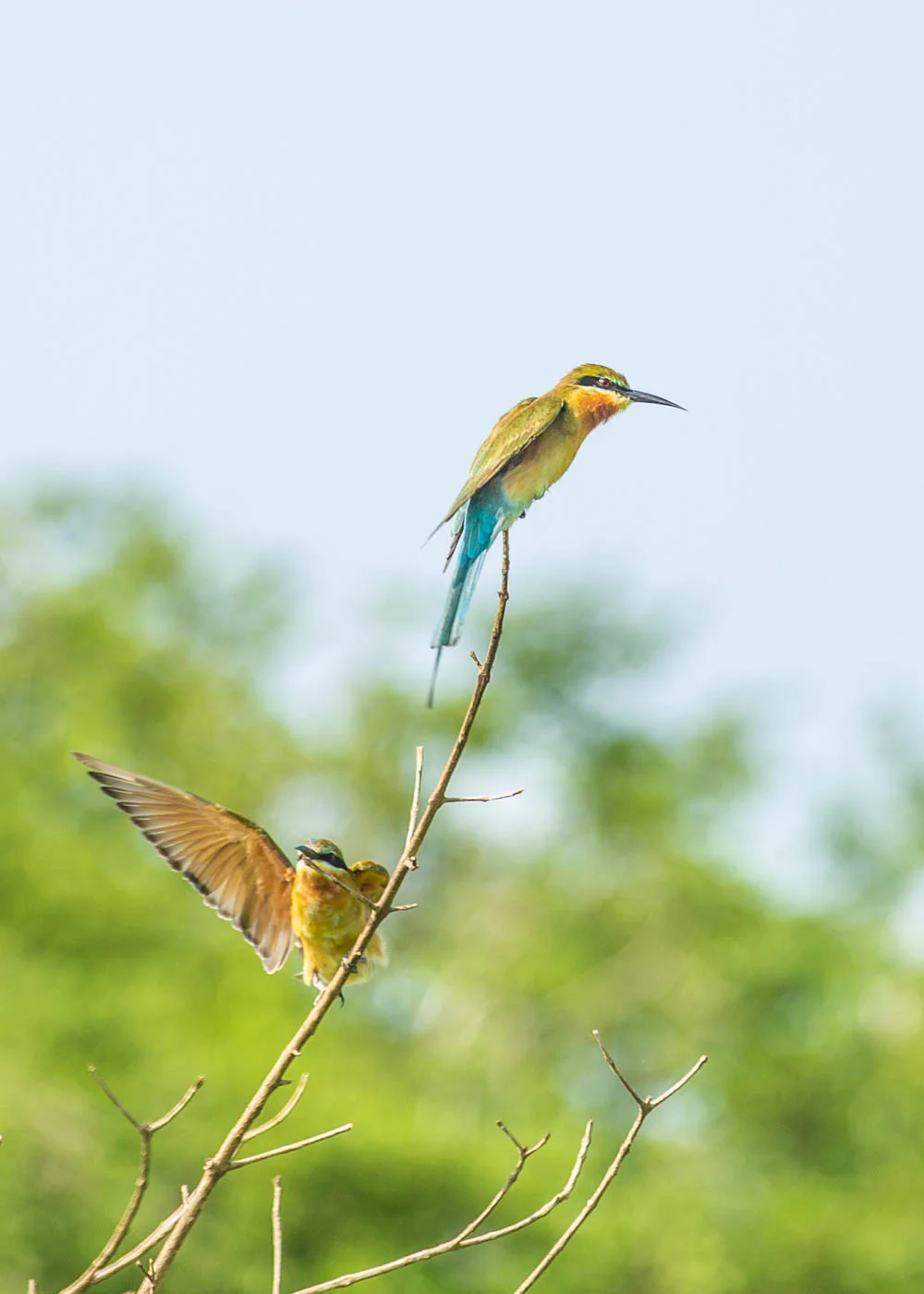 Sri lanka-47.jpg