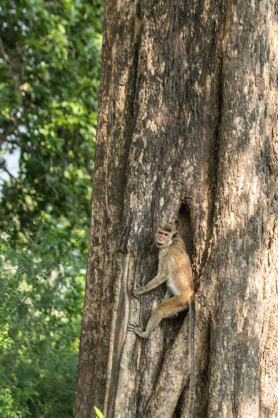 Sri lanka-52.jpg