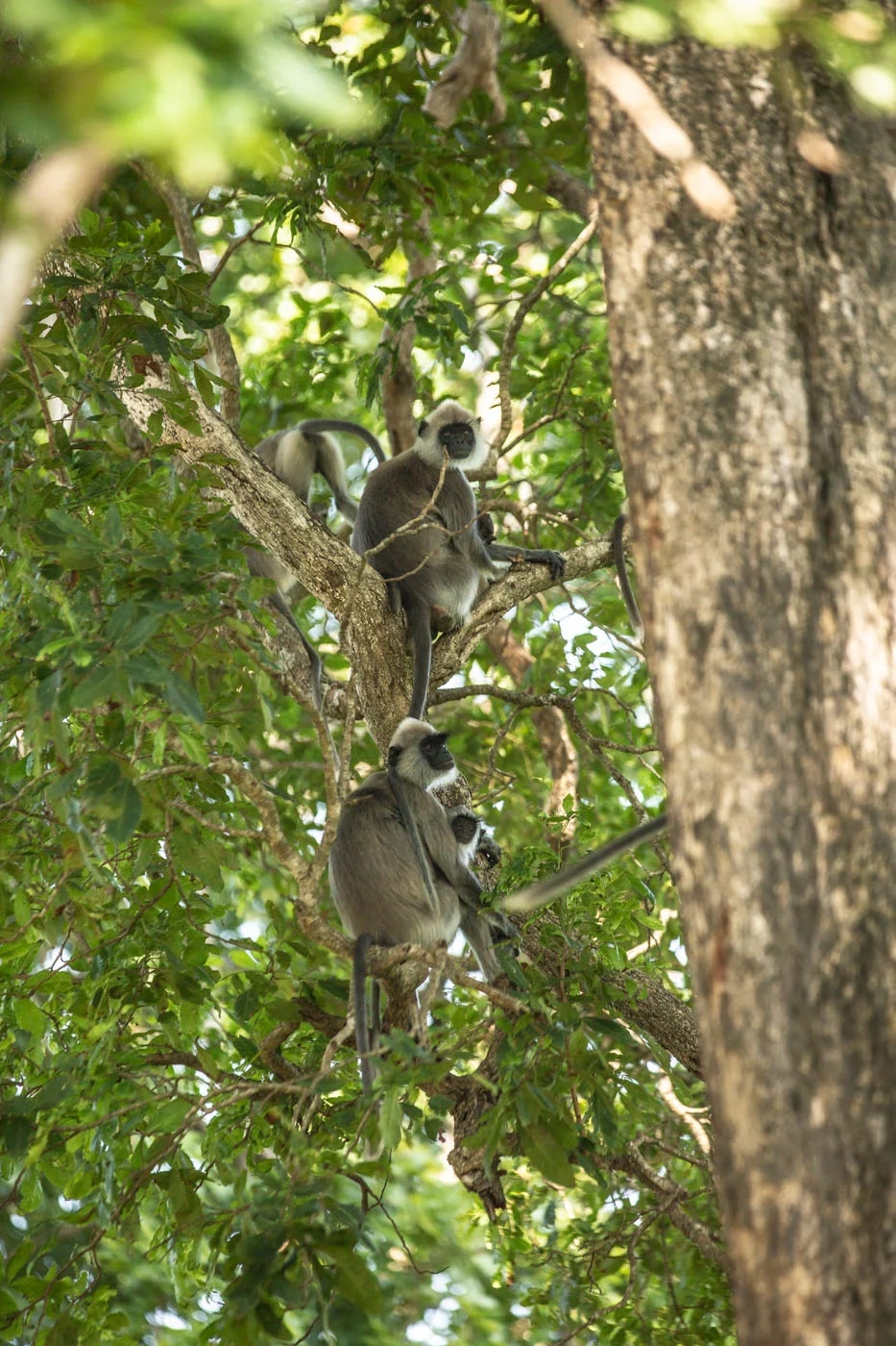 Sri lanka-54.jpg