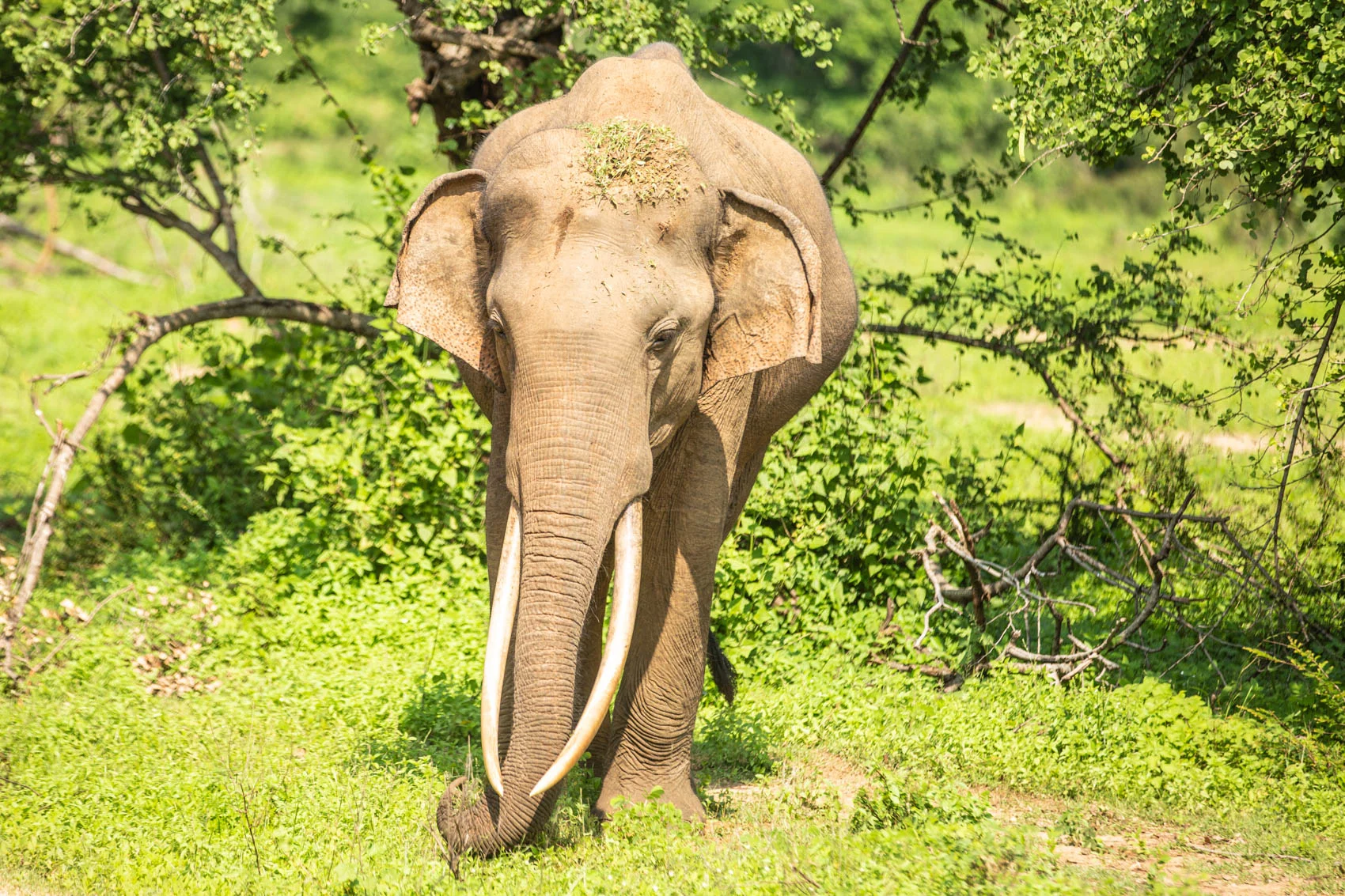 Sri lanka-61.jpg