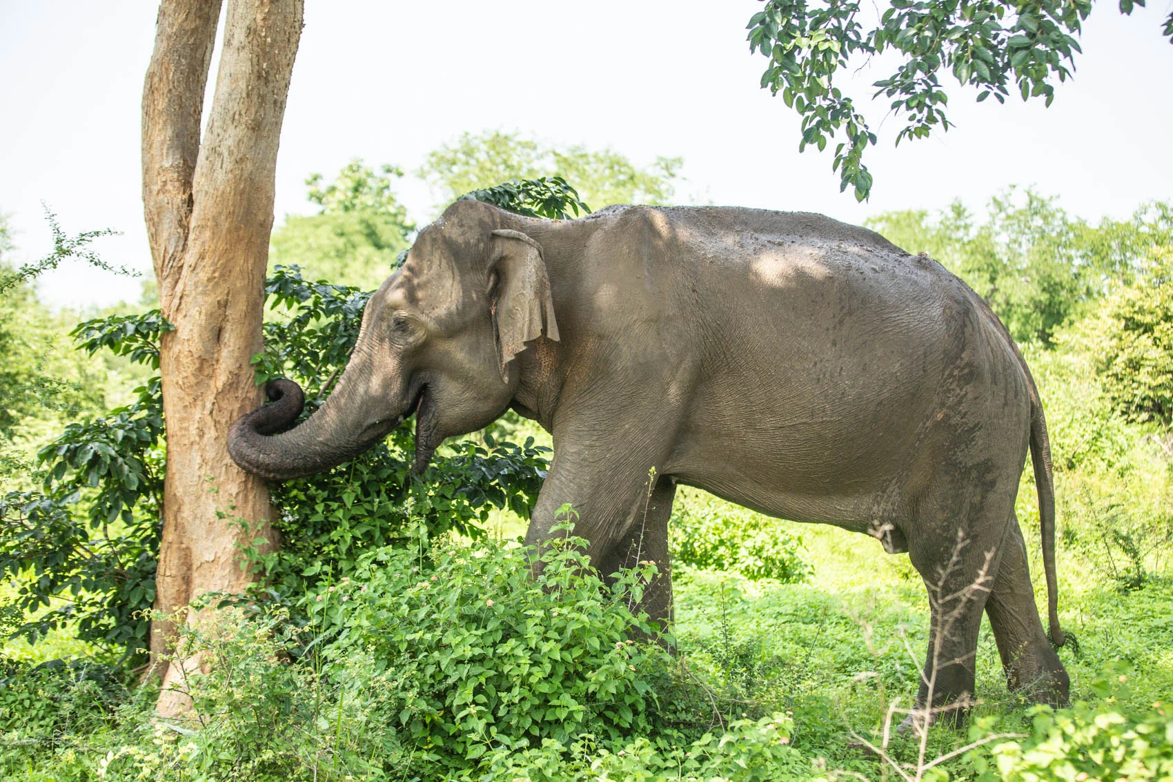 Sri lanka-104.jpg