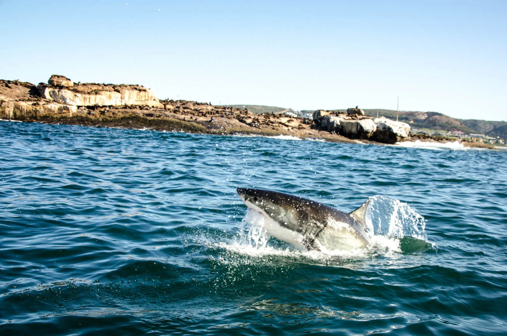 Great White Shark.jpg