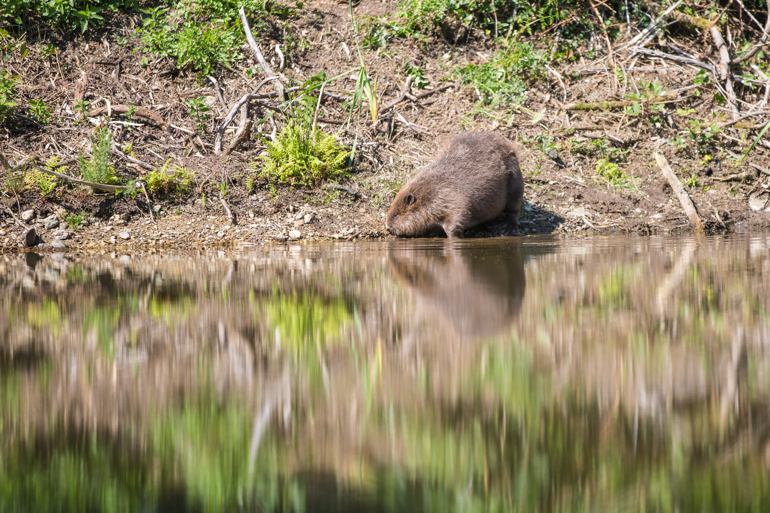Beaver-2.jpg