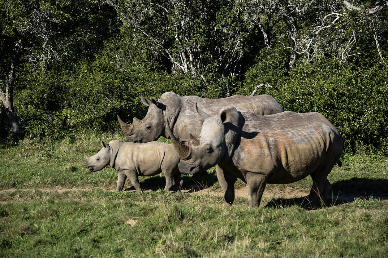 Sibuya Rhino Foundation