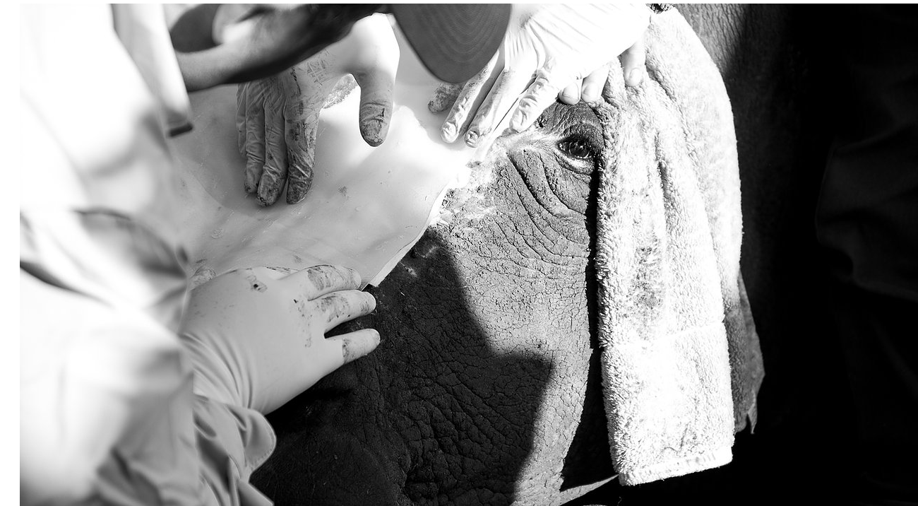 After such a traumatic experiance it is a miracle that Hope has made it this far, she is a strong Rhino with a fighting spirit. The fantastic team of people and many helping hands, will help her along the long road to recovery.