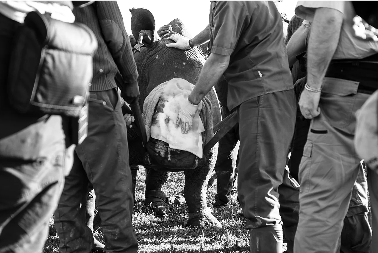 The operation was complex as there was minimal face left to attach the shield to. Therefore, Hope had to be moved half way through the operation in order to keep her circulation flowing.