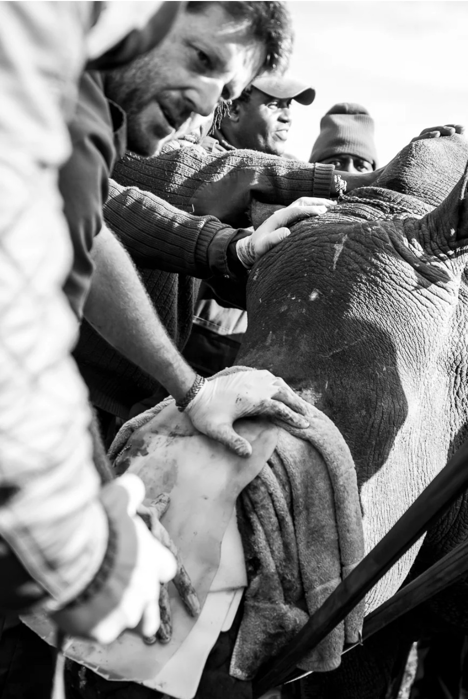 Concerned faces for Hope, many helping hands and man-power were required to reposition such a large animal.