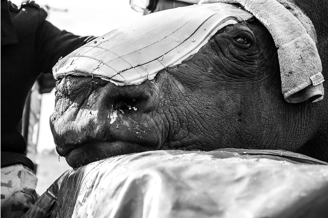 The shield is attached to what remains of Hope's face. The question is how long will she keep this one on, made of thick plastic it is much more flexible than the last one. However, she likes removing them at least the wound is protected for the time being.