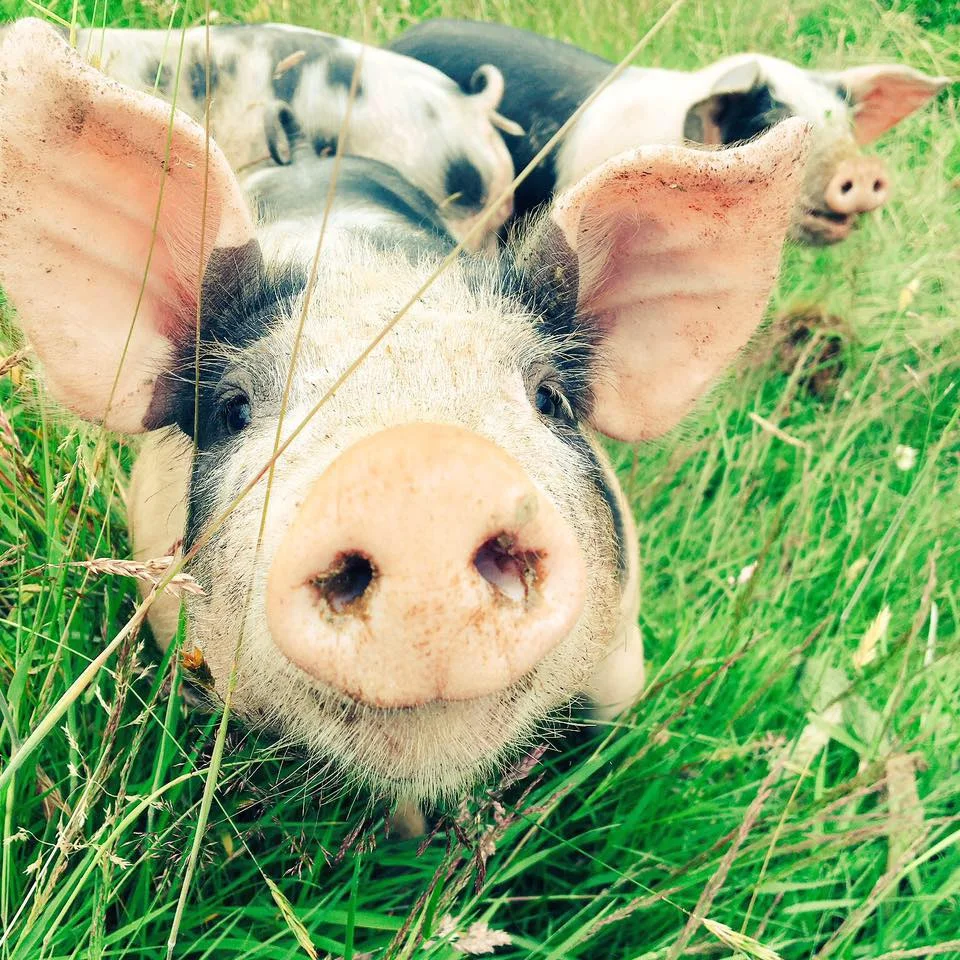 Launder Farm Snouter pigs.jpg