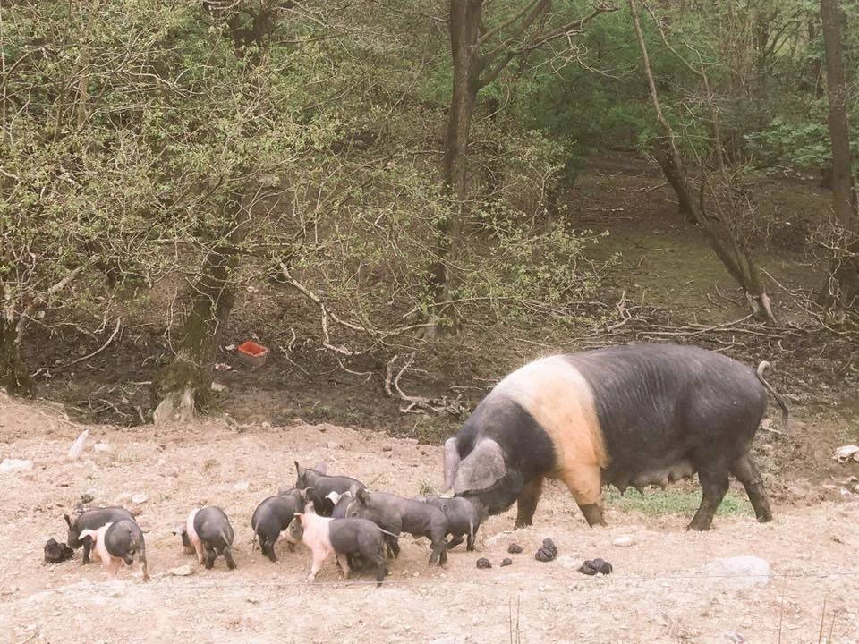 Launder Farm Piglets.jpg
