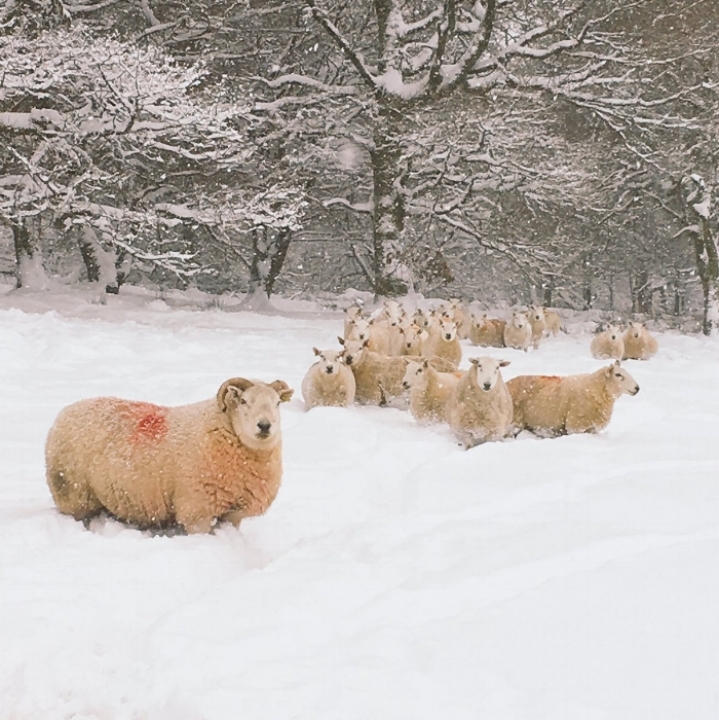 Ewes in snow.jpg