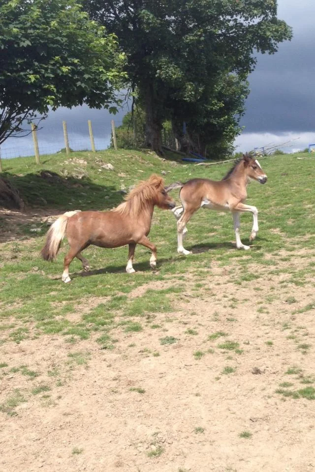 What to expect from Stud Work Experience: Foaling Complications