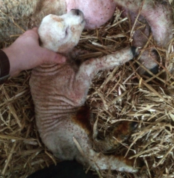 Enougraging a lamb to suckle. this photo also show iodine staining around the naval.