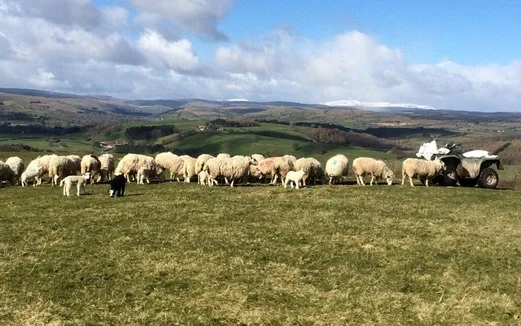 🐑 What to Expect from Lambing Work Experience: A Guide for Vet School Applicants - Part 1